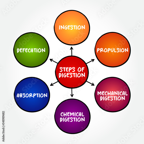 Steps of digestion mind map, text concept for presentations and reports