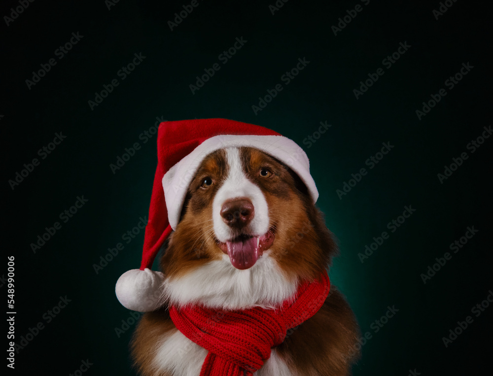 Christmas card with copy space. Brown Australian Shepherd wears warm red knitted scarf and Santa hat. Studio portrait f aussie red tri on dark green background. Dog smiles with tongue sticking out.