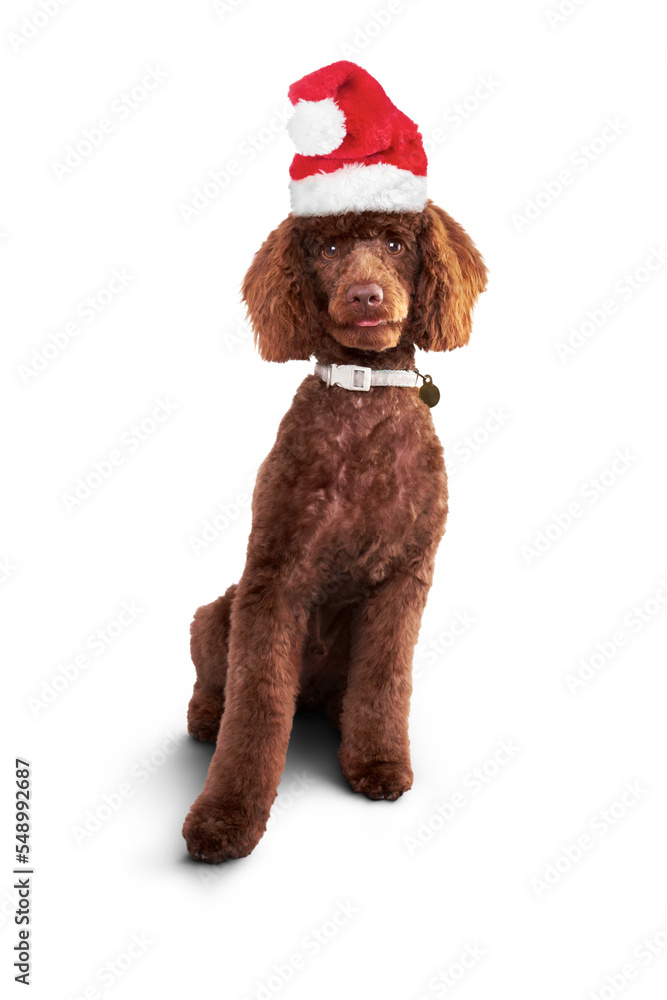 An adorable, cute chocolate brown miniature poodle pedigree dog sitting down and wearing a Christmas Santa hat isolated against a transparent background.