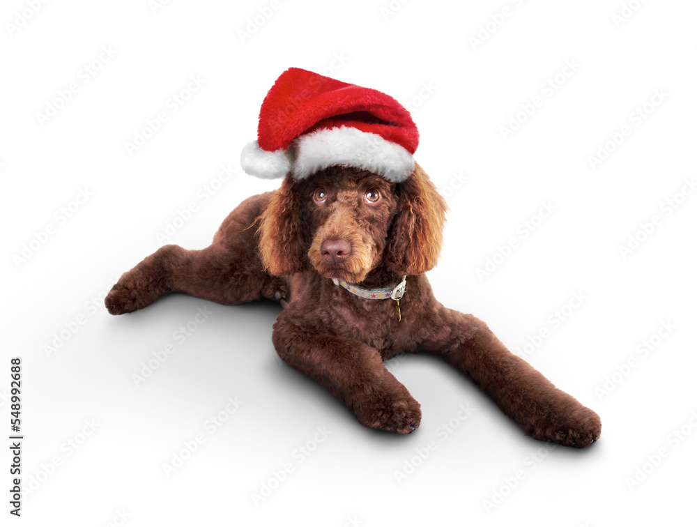 An adorable, cute, chocolate brown miniature poodle pedigree dog lying down while wearing a Christmas Santa hat isolated against a transparent background.
