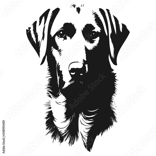 pics of labradors hand drawn vector black and white