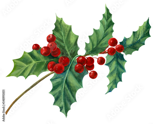 holly leaves and berries, Sharplisted Branch.