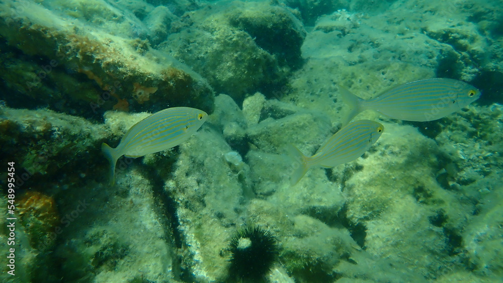 Fototapeta premium Salema porgy or dreamfish (Sarpa salpa) undersea, Aegean Sea, Greece, Thasos island
