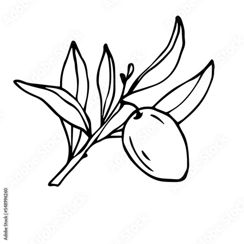 Botanical linear sketch of olive tree branch.Vector graphic.
