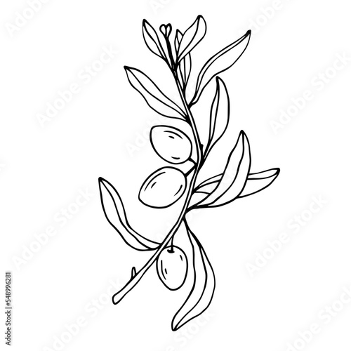 Botanical linear sketch of olive tree branch.Vector graphic.