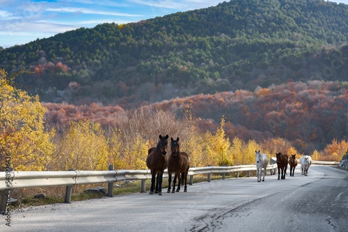 A herd of wild horses descends the mountain using the asphalt road. Falakro Mountain. Drama. Greece. photo