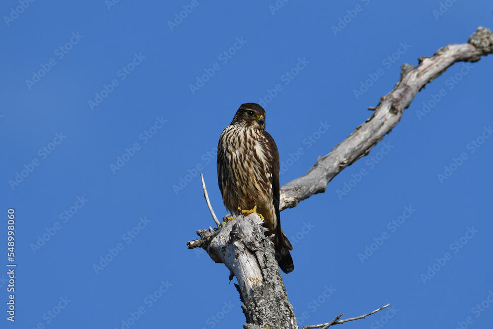 Merlin hawk sits perched in a dead tree against a bright blue sky hunting