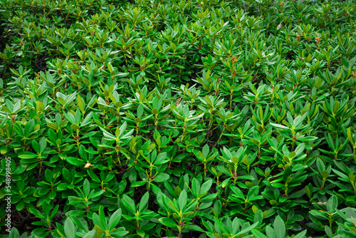 Full texture of bushes with thick round oval green leaves. Lush green nature.