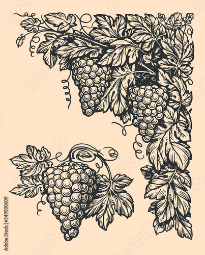 Vintage illustration of grape branch with leaves. Corner frame element for label design. Sketch vector in retro style