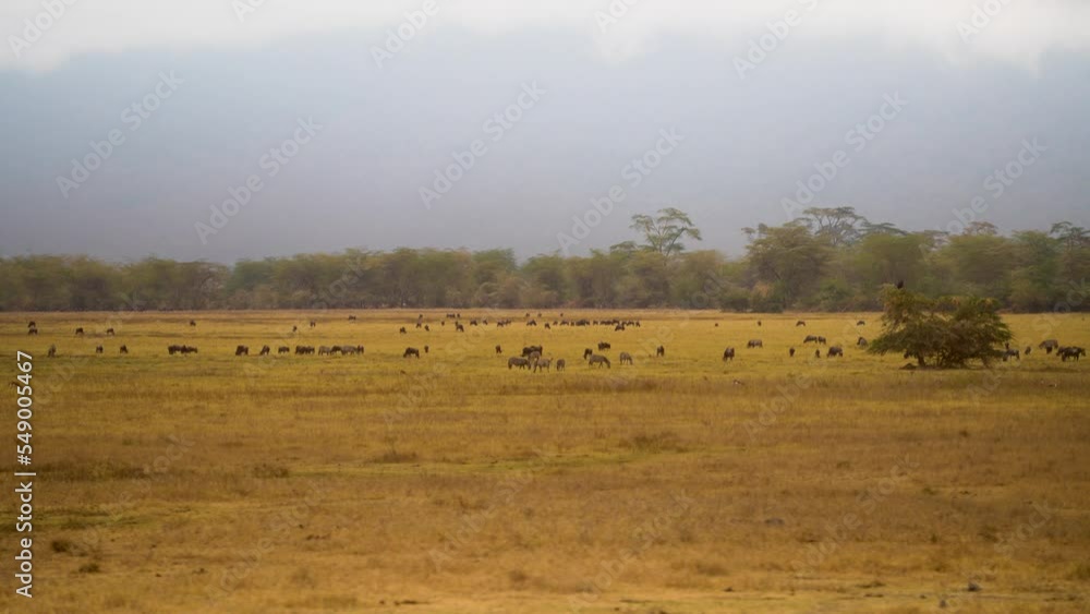 Wildebeest and Zebras grazing in Plains of the Ngorongoro natural preserve Tanzania Africa, Aerial hovering shot Wildebeest and Zebras grazing in Plains of the Ngorongoro natural preserve Tanzania Africa, Aerial hovering shot