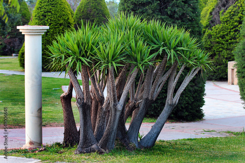 Spineless yucca, or Yucca gigantea, in a public park in Antalya, Turkey photo