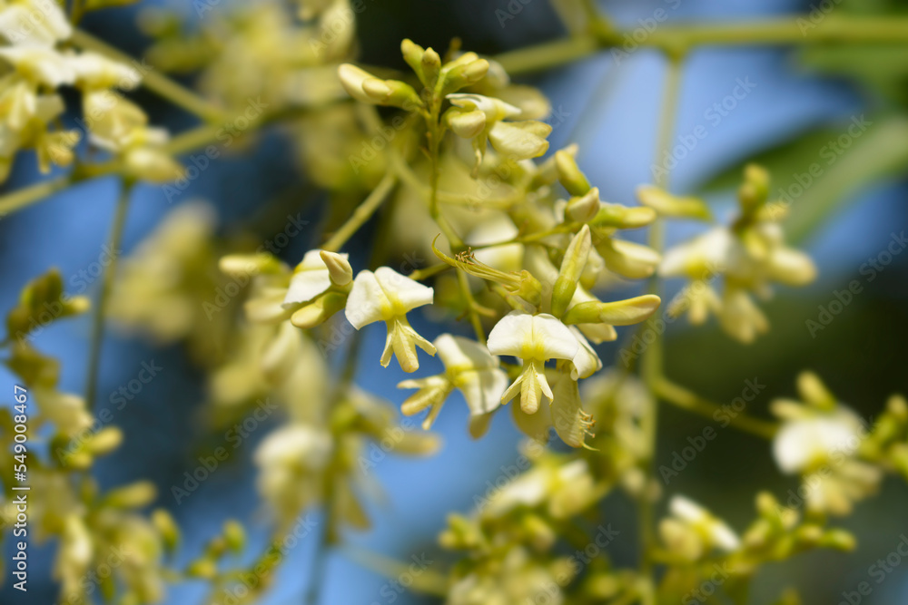 Japanese pagoda tree flowers Japanese pagoda tree flowers