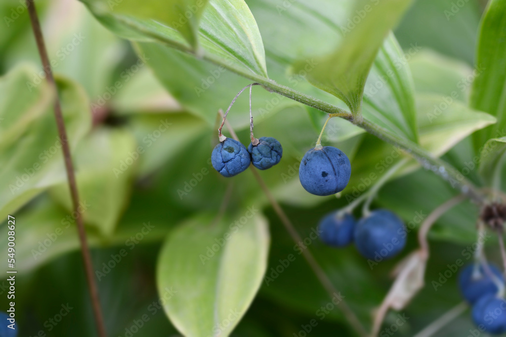 Scented Solomons seal fruit Scented Solomons seal fruit
