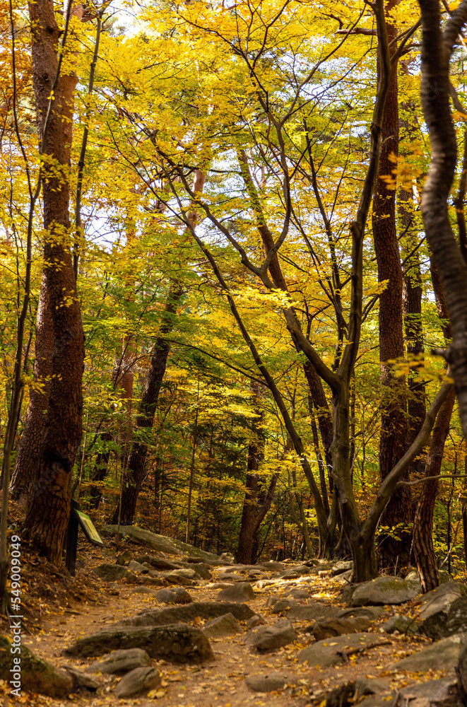 Obraz premium autumn forest in the morning