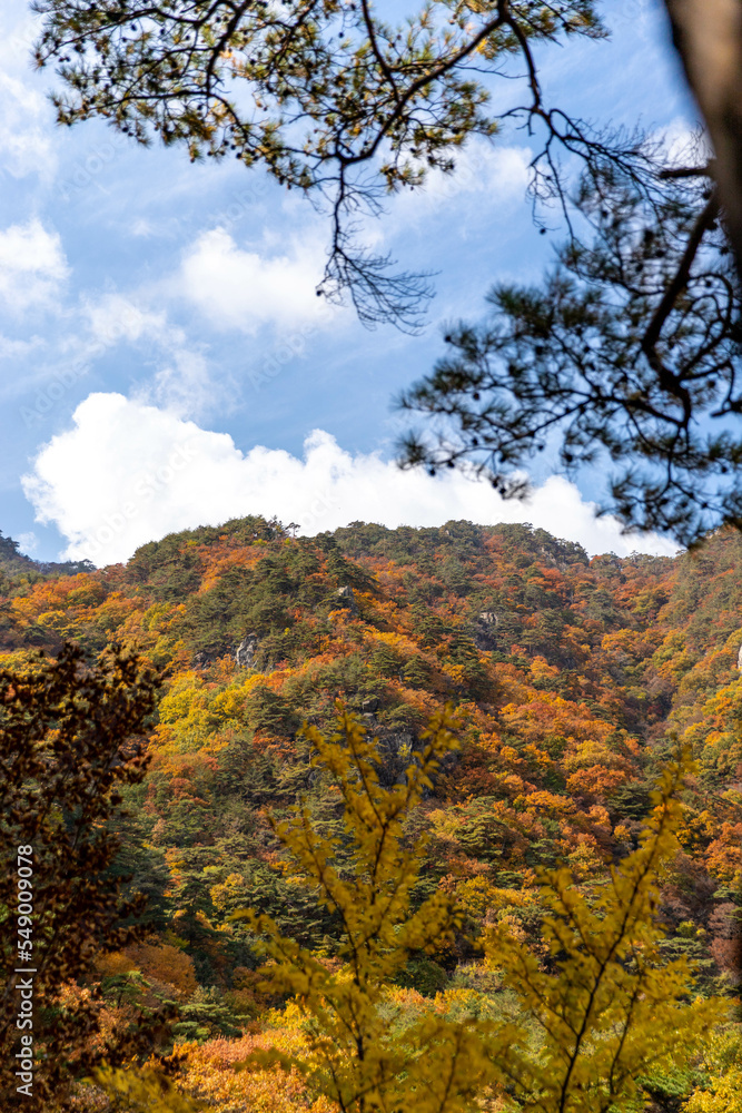 Fototapeta premium autumn forest in the mountains