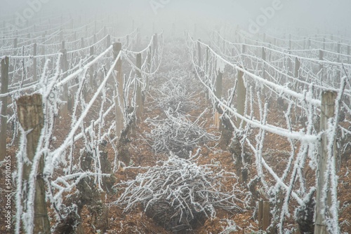 Frozen vineyards in burgundy photo