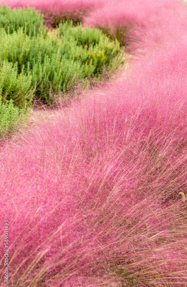 pink flowers in the grass pink flowers in the grass