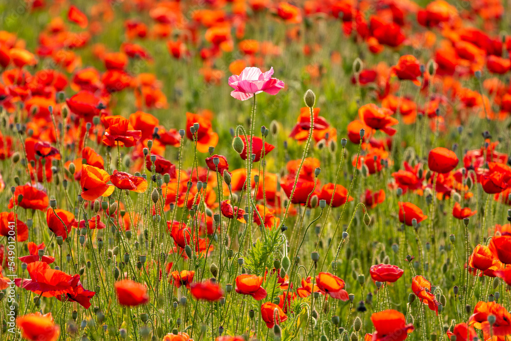 field of poppies