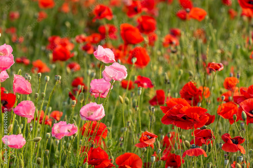 field of poppies