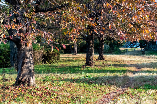 秋の公園で　色づいた落ち葉