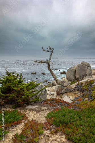 Beautiful trees called the ghost trees and a beautiful cloudy sky on the coast of the 17 mile drive on the west coast of cailfornia 