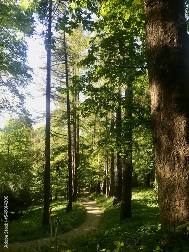 Fototapeta Naklejka Na Ścianę i Meble -  Walking in city Kazimir park at Przemysl, Poland, more looking as forest in the midday with sunlight through the leaves
