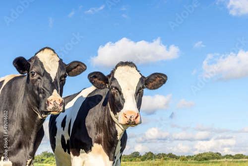 Two cows heads side by side, tender portrait of two cow lovingly together, black and white, cloudy blue sky background