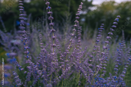 Natur  blumiges  Salbei