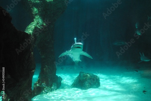 Closeup shot of the sharks swimming in the aquarium photo