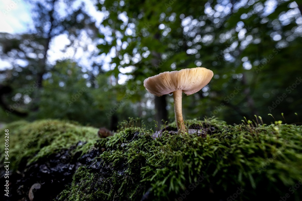 Naklejka premium mushroom fascination, a walk through the autumnal forest