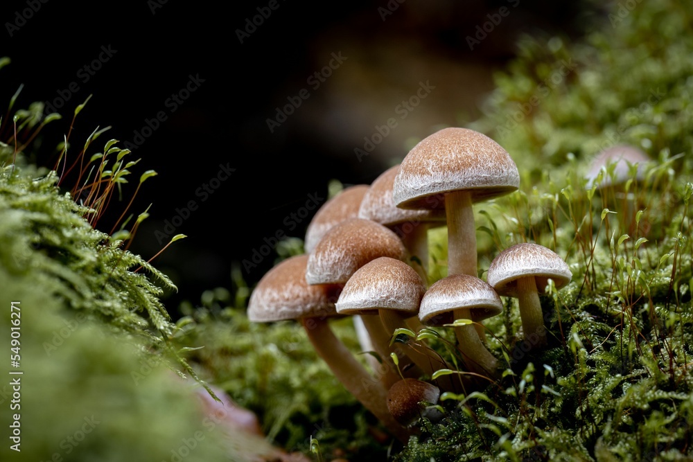 Fototapeta premium mushroom fascination, a walk through the autumnal forest