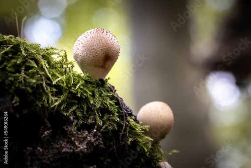 mushroom fascination, a walk through the autumnal forest