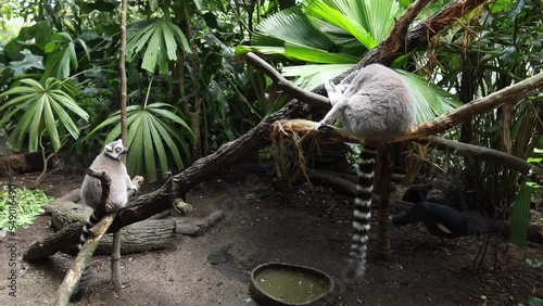 Ringtail lemur looking around in singapore zoo  photo