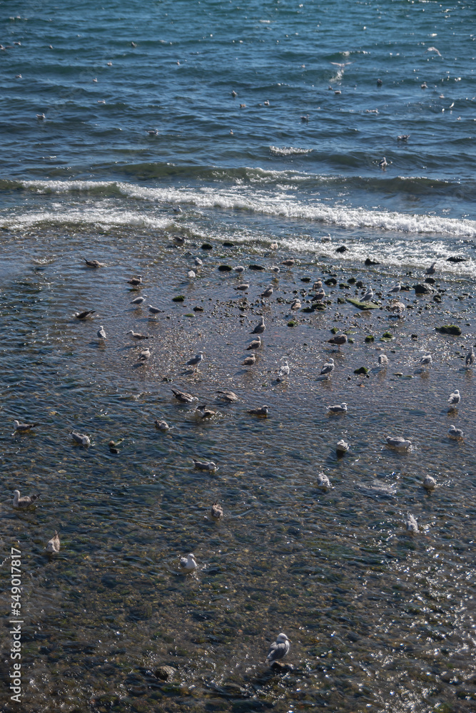 A group of seagulls (flock) rests on the seashore. The calm, cozy summer sea A group of seagulls (flock) rests on the seashore. The calm, cozy summer sea