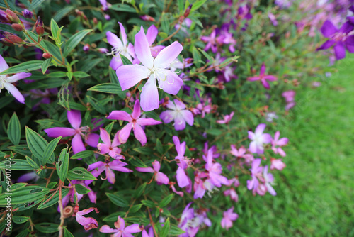 a Tibouchina urvilleana, Tibouchina semidecandra flowers of kerala photo