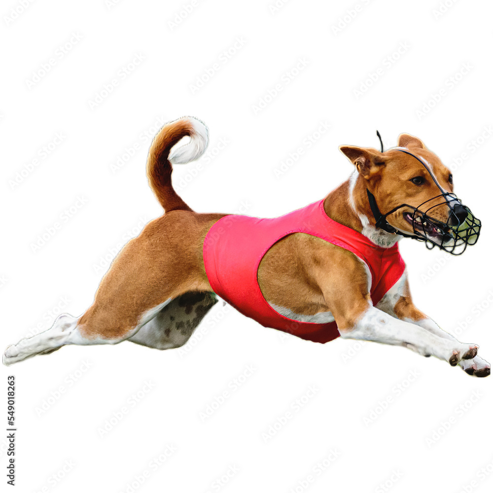 Dog running straight on camera isolated on white background at full speed on competition