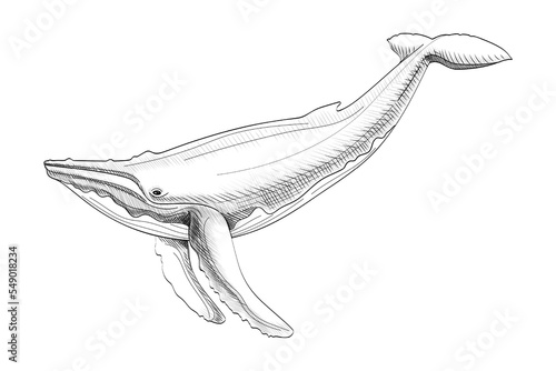 Hand Drawn Whale