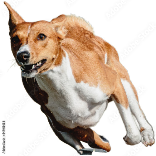 Dog running straight on camera isolated on white background at full speed on competition © Aleksandr Tarlokov