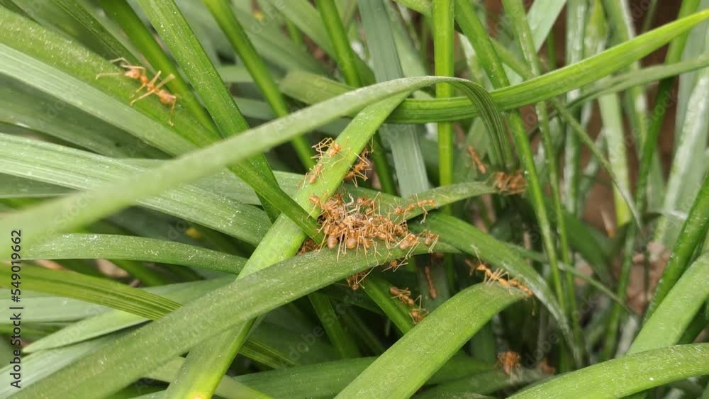 Group or swarm of wild eusocial weaver fire worker ant insects gathering together on green leaf and building or weaving nest. Community, teamwork, unity, colony or cohesion concept. Closeup macro view