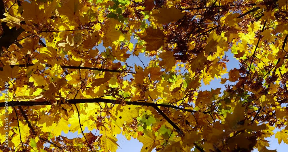 Maple tree foliage in autumn, yellowed maple foliage in autumn Maple tree foliage in autumn, yellowed maple foliage in autumn