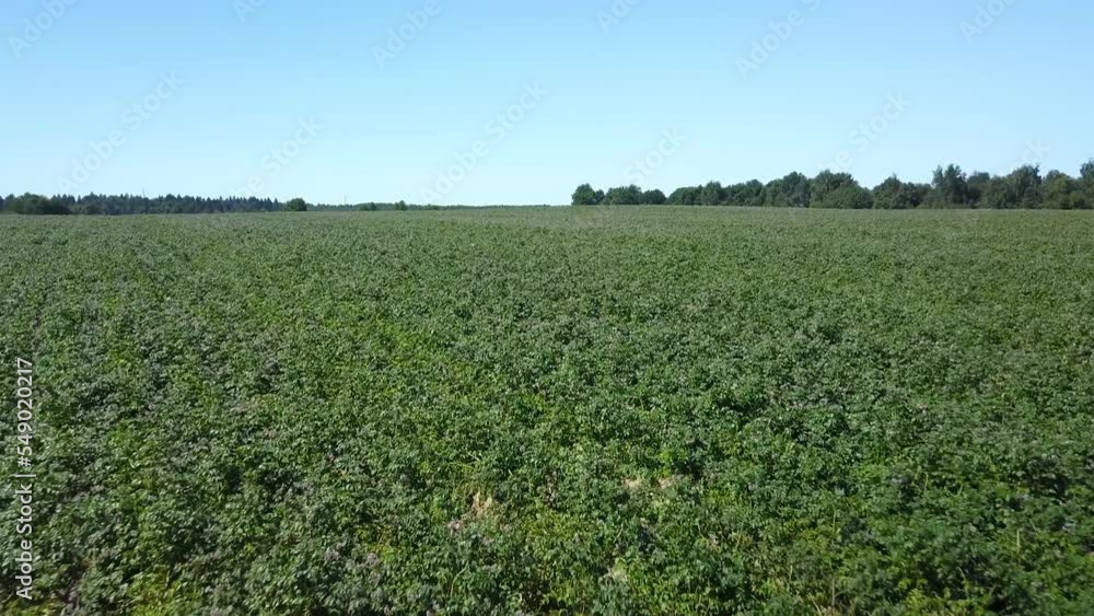 Flying over a green flowering potato field, violet potato flowers, forest ahead Flying over a green flowering potato field, violet potato flowers, forest ahead