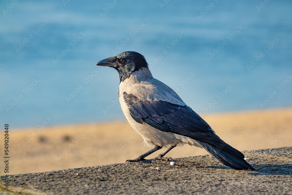 Hooded crow close-up on a sunny day. Corvus is a widely distributed genus of medium-sized to large birds in the family Corvidae