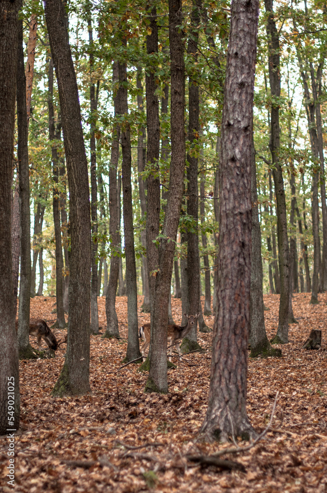 Two deers in the natural autumn park. Two deers in the natural autumn park.