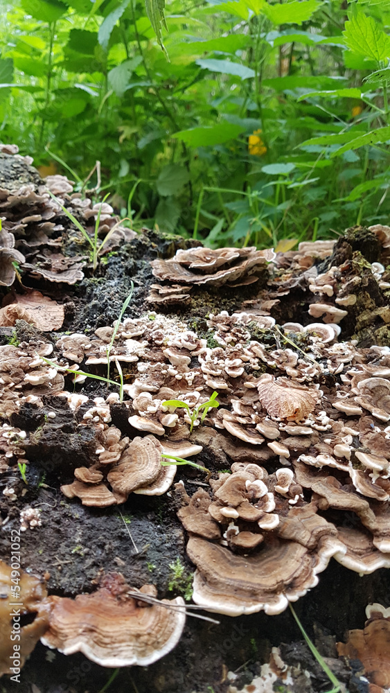 Paddenstoelen op boomstronk met mos.
roots of a tree with Mushrooms and moss.
Paddenstoelen op boomstronk met mos.
roots of a tree with Mushrooms and moss.