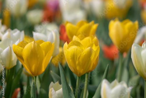 Large orange-yellow tulips in a flower bed.