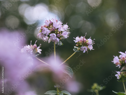 Fotografie Blüten Katzenminze