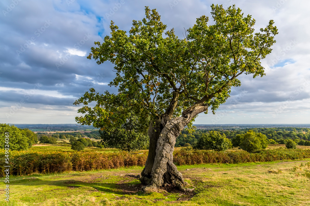 Obraz premium A side view of an old Oak tree in Bradgate Park, Leicestershire, UK, in Autumn