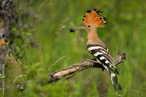 Eurasian hoopoe, upupa epops, sitting on branch in summer from side. Orange bird with crest holding insect in beak. Colorful feathered animal eating bug on glade. © WildMedia