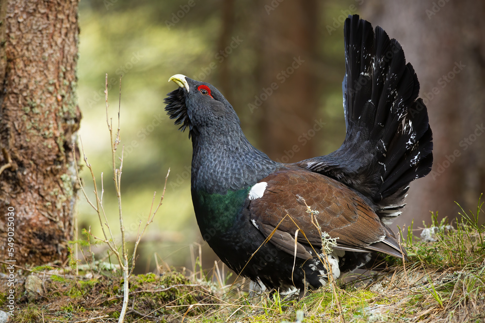 Western capercaillie, tetrao urogallus, lekking in forest in autumn nature. Wild grouse standing in woodland in fall. Bird with big tail courting on grass.