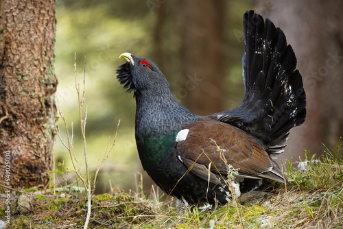 Obraz na płótnie Western capercaillie, tetrao urogallus, lekking in forest in autumn nature. Wild grouse standing in woodland in fall. Bird with big tail courting on grass. w salonie
